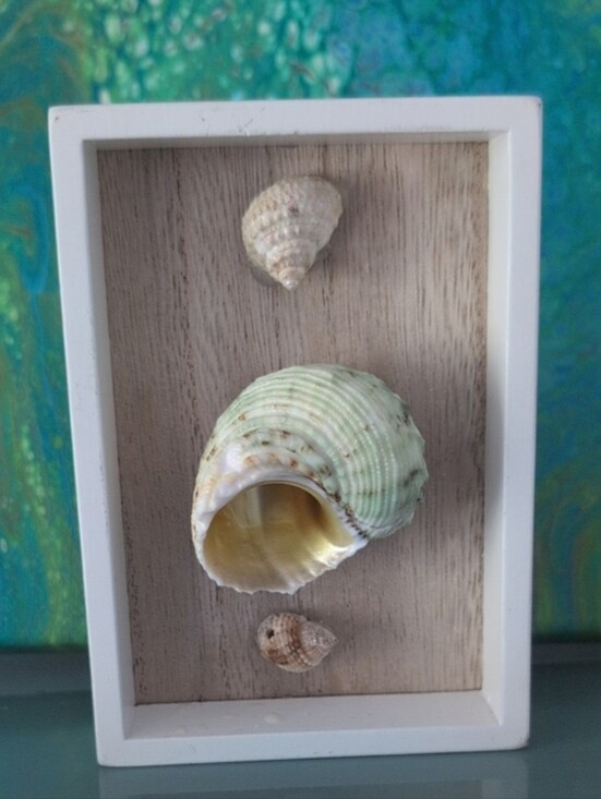 Other - Turbo Imperiali Sea Snail with two other snail shells mounted on shadowbox frame